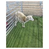 ARCF6801 WHITE EWE 54# P4