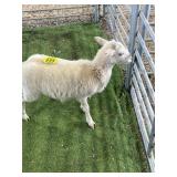 ARCF6802 WHITE EWE LAMB 36# P4