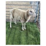 ARCF6805 WHITE EWE 77# P4