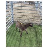 ARCF6424 BROWN BUCK 25# P37