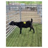 AROOO2370089 BLK BOER DOE 45# P38 EXPOSED