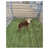 ARCF6413 RED EWE LAMB 12# P31