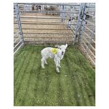 ARCF6414 WHITE RAM LAMB 10# P31