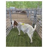 ARCF6421 TRAD BOER NANNY 116# P37