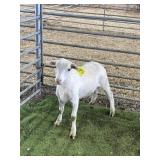 ARCF6415 WHITE RAM LAMB 43# P31