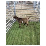 ARCF6422 BUCK KID 32# P37