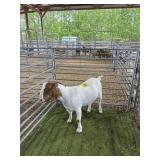ARCF6420 TRAD BOER NANNY 138# P37