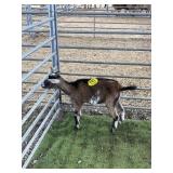 ARCF6417 ND DOE 24# P38