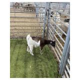 ARCF6423 BROWN WHITE BUCK KID 24# P37