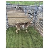 ARCF6412 TRI COLOR DOE 30# P39