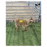 ARCF2792 RED BUCK KID 22# P39