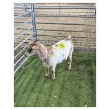 ARCF6411 SPOTTED DOE 40# P39