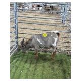 ARCF6416 TRI BUCK 78# P39