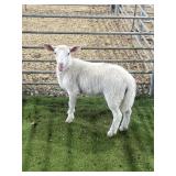 ARCF6829 WHITE EWE 33# P11