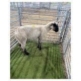 MCL24031 BLACK/WHITE WETHER 144# P11