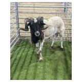 ABBM5204 WHITE BLACK HEAD BIG HORN RAM 109# P60