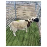 ARCF6827 BLACK/WHITE EWE 99# P11