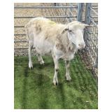 MOB64956 WHITE EWE 109# P10 HAS KNOT ON CHEST