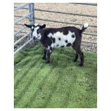 ARCF6822 BROWN WHITE DOE 19# P8