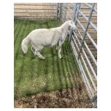 ARCF6833 WHITE RAM LAMB 43# P11