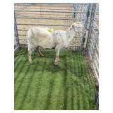 ARCF6832 WHITE EWE 82# P11