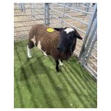 ARCF6831 WHITE/BLACK EWE 85# P11