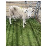 ARGO0334 WHITE EWE 107# P10