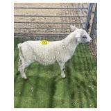 ARCF6834 WHITE EWE LAMB 36# P10