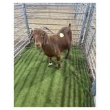 LEJ36REMAF3 REGISTERED RED BOER DOE 135# P9