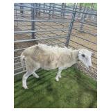 ARCF6824 WHITE EWE 111# P11