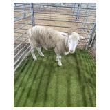 ARCF6825 WHITE RAM 95# P11