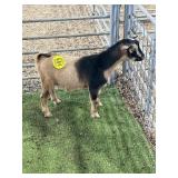 ARCF6820 TRI COLOR BUCK 30 # P8