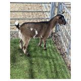 ARCF6819 TRI COLOR DOE  22# P8