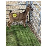 ARCF6821 TRI COLOR DOE 21 # P8