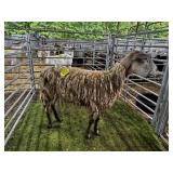 ARBN9118 WHITE EWE SWELLED FACE 92# P34