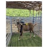 ARCF6440 RED KIKO/BOER/SANNEN BUCK 134# P21