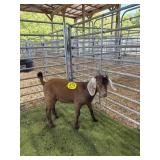 ARCF6437 BROWN BUCK 40# P6