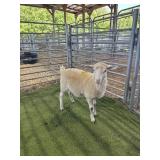 ARCF6429 WHITE EWE 40# P4