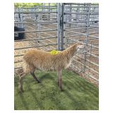 ARCF6432 RED EWE 34# P4