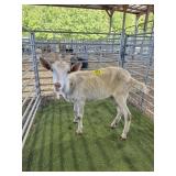 ARCF6441 WHITE NANNY 79# P7