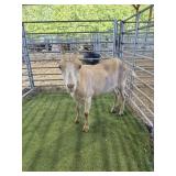 ARCF6442 TAN LAMANCHA DOE 80# P7