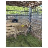 ARCF6436 TAN BUCK 36# P6