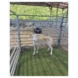 ARCF6430 WHITE EWE 45# P4