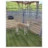 ARCF6425 TAN EWE 44# P3