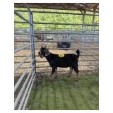 ARCF6439 BLK TAN BUCK 32# P6