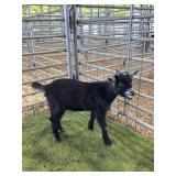 ARCF6438 BLK BUCK 24# P6