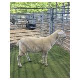 ARCF6433 WHITE RAM 41# P4