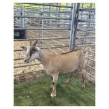 ARCF6434 RED DOE 42# P5