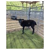 ARCF6435 BLK WHITE EWE 50# P6