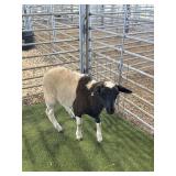 ARCF6427 BLK WHITE RAM 53# P3